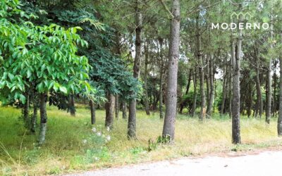 Terreno 3653m2 – Casal da Clara, Guia, Pombal