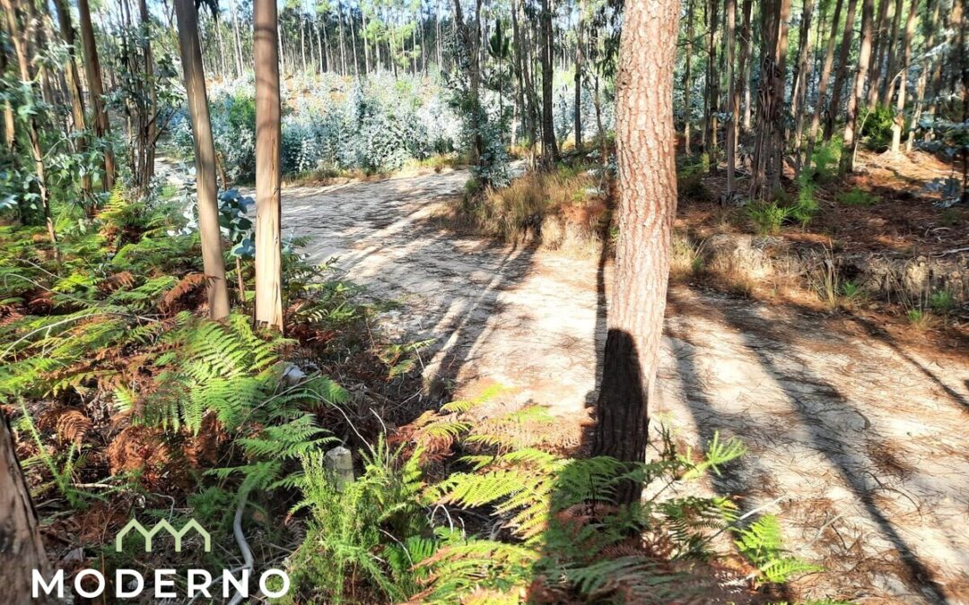 6 Terrenos Rústicos – Ilha e Mata Mourisca